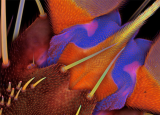Illustration for article titled Parasites, deadly bugs and fungi are more beautiful than you could possibly imagine